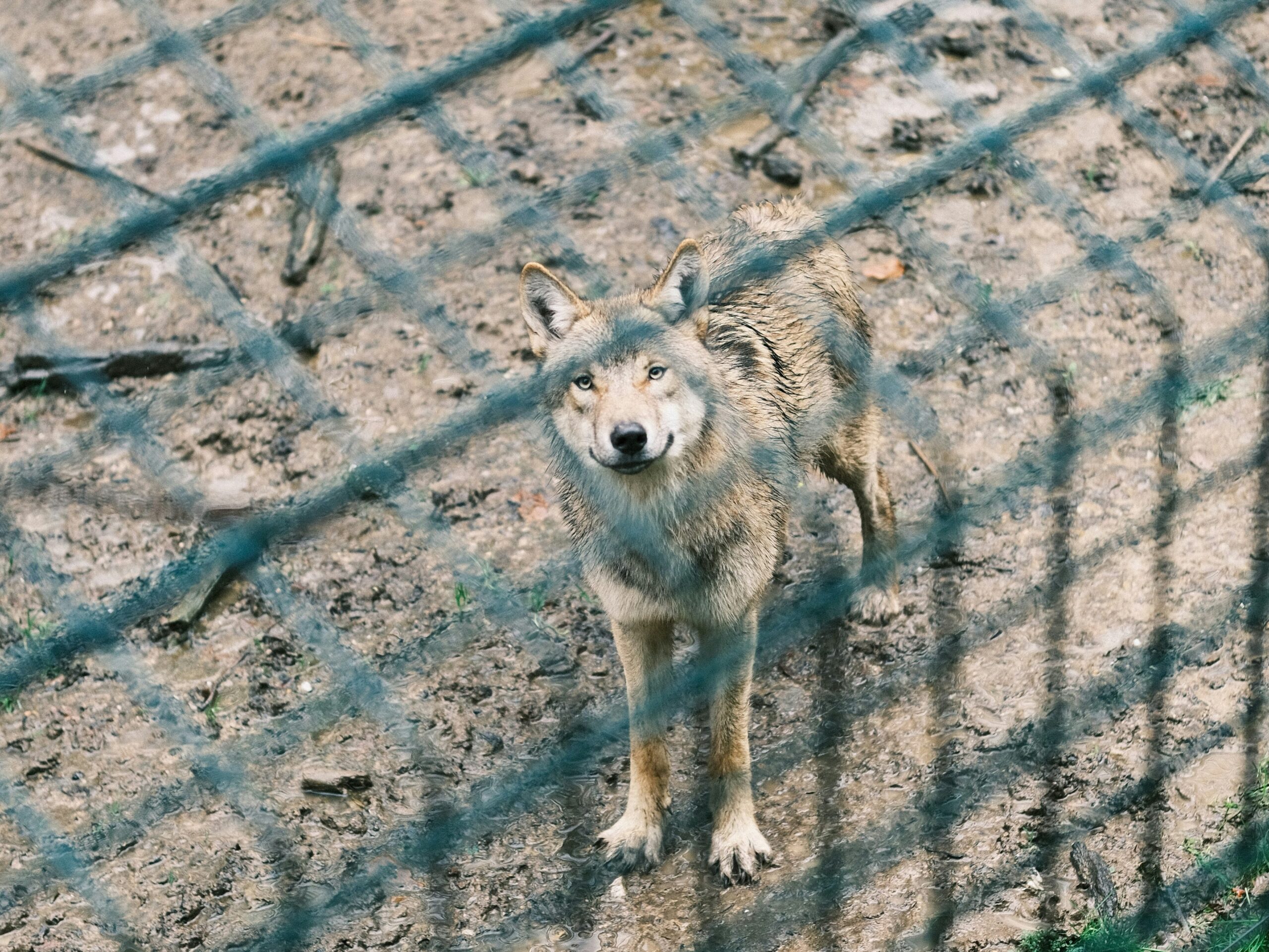 Skąd się wzięła teoria dominacji