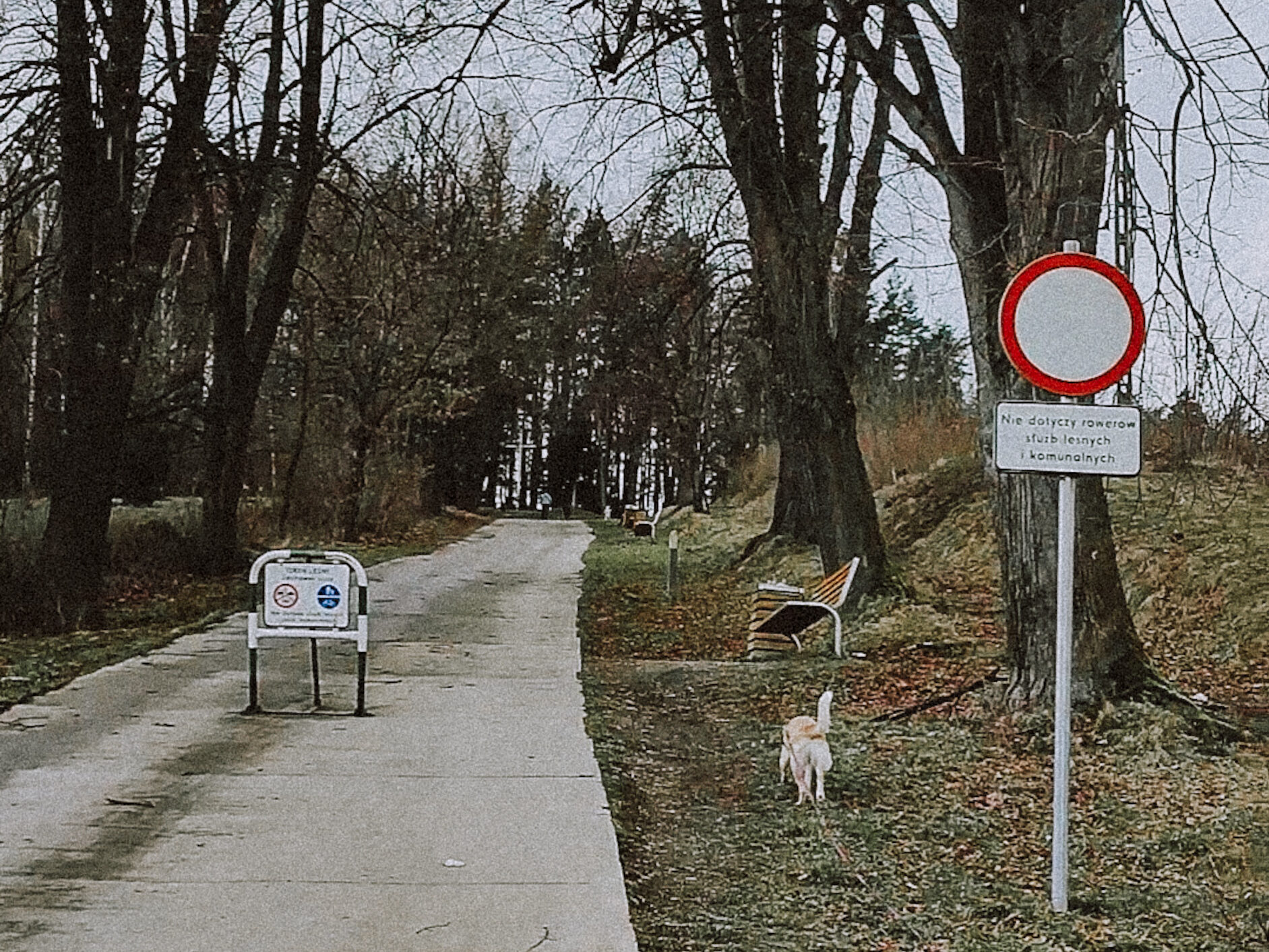 Na wycieczkę z dzieckiem i psem - Leśne Molo