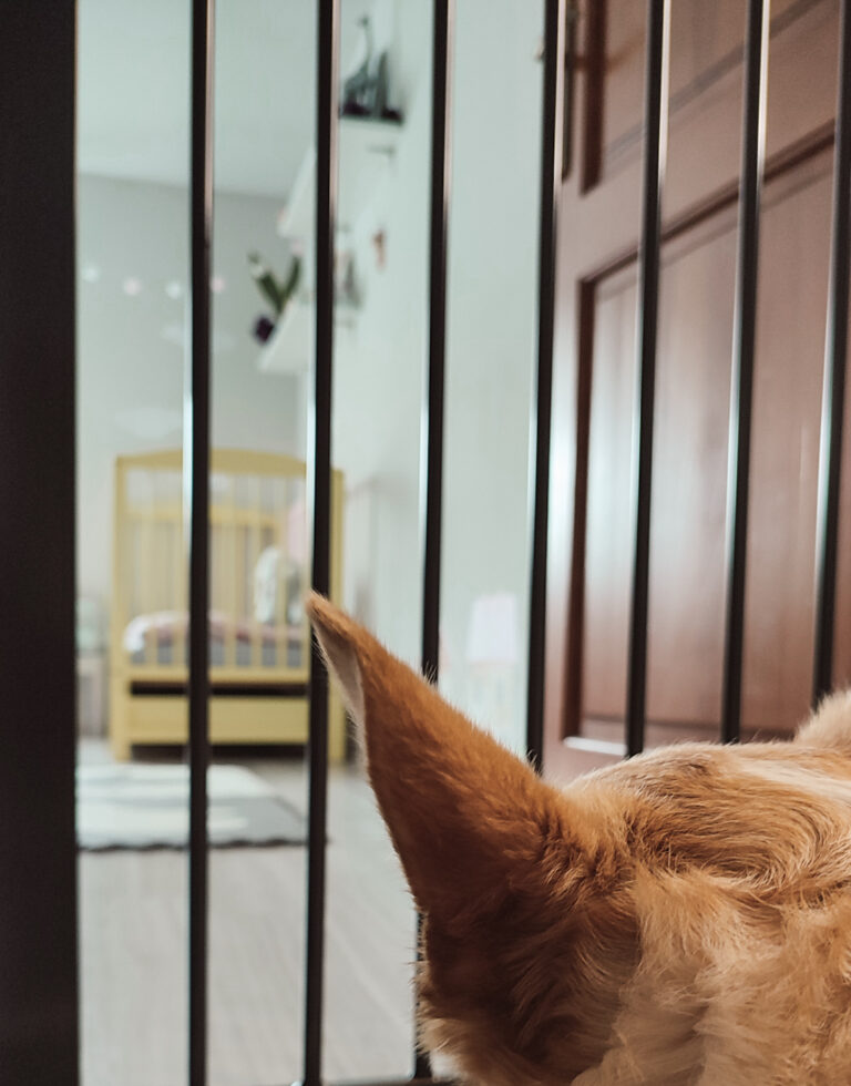 Barierka ochronna w opiece nad dzieckiem i psem