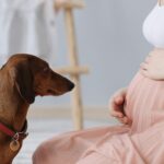 Jak przygotować psa na dziecko